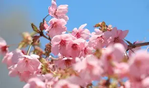 樱川天蓝备战关键比赛，全力以赴备战的简单介绍